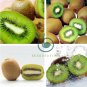 Mini Small Middle Large Chinese Gooseberry Kiwifruit Organic + Hybrid 100 Seeds