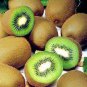 Mini Small Middle Large Chinese Gooseberry Kiwifruit Organic + Hybrid 100 Seeds