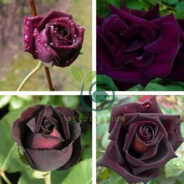 Louis Xiv Rose seeds Perennials 400 Seeds