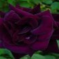 Louis Xiv Rose seeds Perennials 400 Seeds