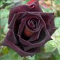 Louis Xiv Rose seeds Perennials 400 Seeds