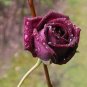 Louis Xiv Rose seeds Perennials 400 Seeds