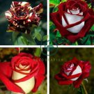 'LOVE IN ROSE' RARE RED WHITE Bonsai Flowers 840 Seeds