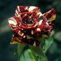 'LOVE IN ROSE' RARE RED WHITE Bonsai Flowers 840 Seeds