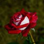 'LOVE IN ROSE' RARE RED WHITE Bonsai Flowers 840 Seeds