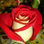 'LOVE IN ROSE' RARE RED WHITE Bonsai Flowers 840 Seeds