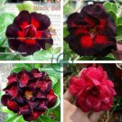 'Black Peacock' Adenium Desert Rose 4 seeds