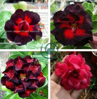 'Black Peacock' Adenium Desert Rose 4 seeds