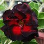 'Black Peacock' Adenium Desert Rose 4 seeds
