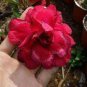'Black Peacock' Adenium Desert Rose 4 seeds