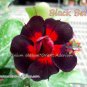'Black Peacock' Adenium Desert Rose 4 seeds