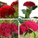Big Red Beautiful Cockscomb 80 Seeds