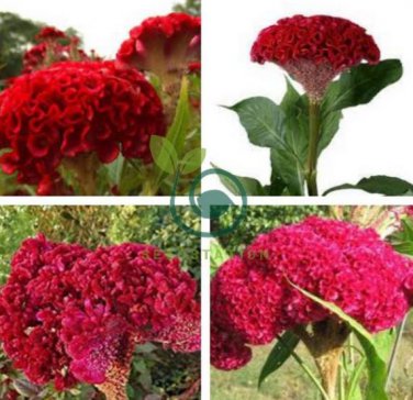 Big Red Beautiful Cockscomb 80 Seeds