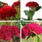 Big Red Beautiful Cockscomb 80 Seeds