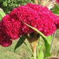 Big Red Beautiful Cockscomb 80 Seeds
