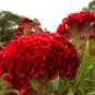 Big Red Beautiful Cockscomb 80 Seeds