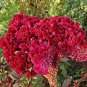 Big Red Beautiful Cockscomb 80 Seeds