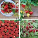 Italian Alpine Strawberry 200 seeds