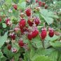 Italian Alpine Strawberry 200 seeds