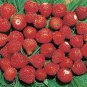 Italian Alpine Strawberry 200 seeds
