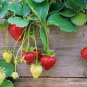 Italian Alpine Strawberry 200 seeds