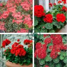 Geranium Seeds Variegated Red Flowers with Colorful Leaves 200 Seeds