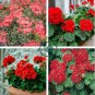 Geranium Seeds Variegated Red Flowers with Colorful Leaves 200 Seeds