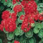 Geranium Seeds Variegated Red Flowers with Colorful Leaves 200 Seeds