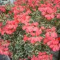 Geranium Seeds Variegated Red Flowers with Colorful Leaves 200 Seeds