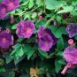 Phoebe Pharbitis Morning Glory Climbing Flowers 40 Seeds