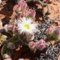 red aizoaceae from Germany succulent plant 30 seeds