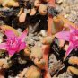 red aizoaceae from Germany succulent plant 30 seeds