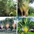 Traveller's-tree Seeds Ravenala madagascariensis Tropical Ornamental 20 Seeds