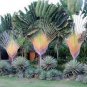 Traveller's-tree Seeds Ravenala madagascariensis Tropical Ornamental 20 Seeds