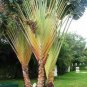 Traveller's-tree Seeds Ravenala madagascariensis Tropical Ornamental 20 Seeds