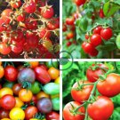 Rare Wild Colorful Cherry Tomato Organic 400 Seeds