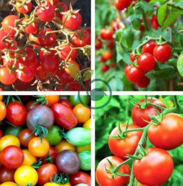 Rare Wild Colorful Cherry Tomato Organic 400 Seeds