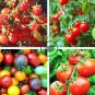 Rare Wild Colorful Cherry Tomato Organic 400 Seeds
