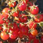 Rare Wild Colorful Cherry Tomato Organic 400 Seeds