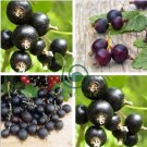 Gooseberry 200 Seeds