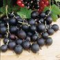 Gooseberry 200 Seeds