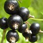 Gooseberry 200 Seeds