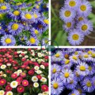 Blue Daisy White Heart 200 seeds