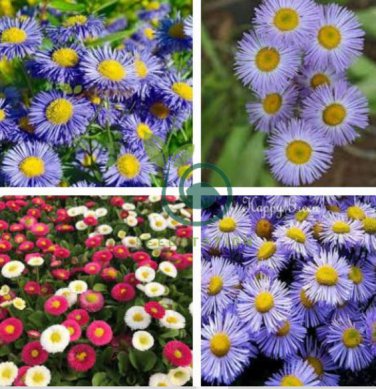 Blue Daisy White Heart 200 seeds