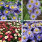 Blue Daisy White Heart 200 seeds