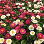Blue Daisy White Heart 200 seeds