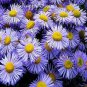 Blue Daisy White Heart 200 seeds
