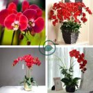 Beautiful Red Phalaenopsis Bonsai Butterfly Orchid 200 Seeds