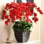 Beautiful Red Phalaenopsis Bonsai Butterfly Orchid 200 Seeds