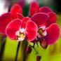 Beautiful Red Phalaenopsis Bonsai Butterfly Orchid 200 Seeds